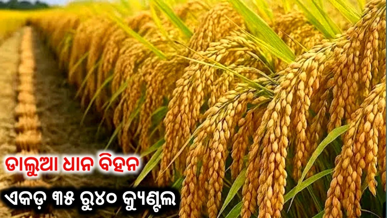 Bhulaxmi seeds bandita // bandita dhan / ଚାଷୀ କେ ଧନୀ କରୁଥିବା ଡାଲୁଆ ଧାନ ଚାଷ ଏକଡ ୩୫ ରୁ୪୦ କ୍ୟୁଣ୍ଟଲ