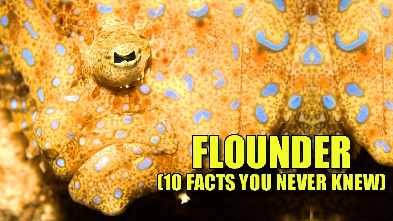 Flounder 🐟 (10 FACTS You NEVER KNEW)