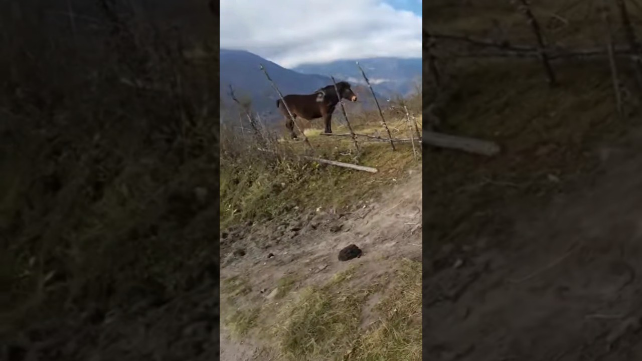 Saw horse 🐎 OTW to Tawang