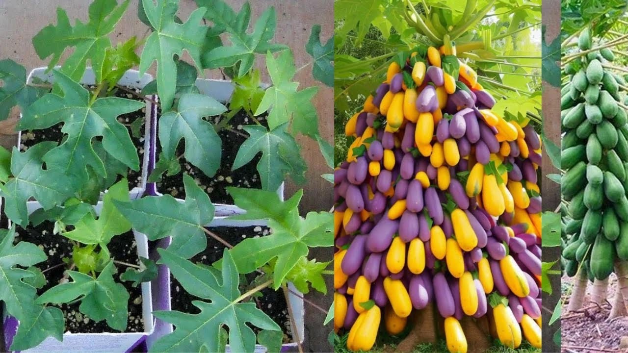 Grow papaya from seed || grow papaya at home