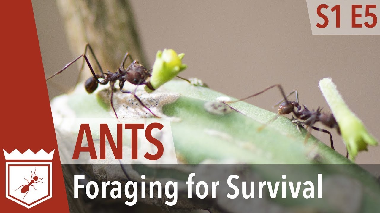 Ants: Foraging for Survival - Hidden Empires S1E05