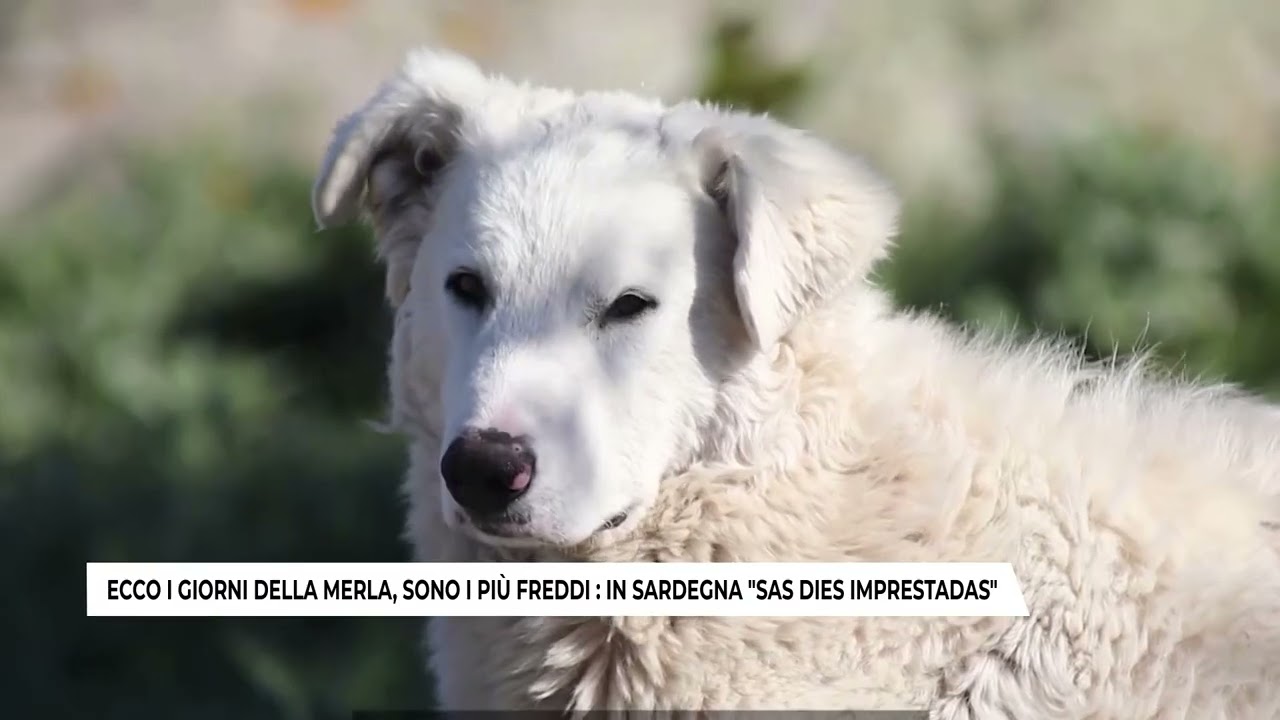 ECCO I GIORNI DELLA MERLA, SONO I PIU' FREDDI  IN SARDEGNA ''SAS DIES IMPRESTADAS''