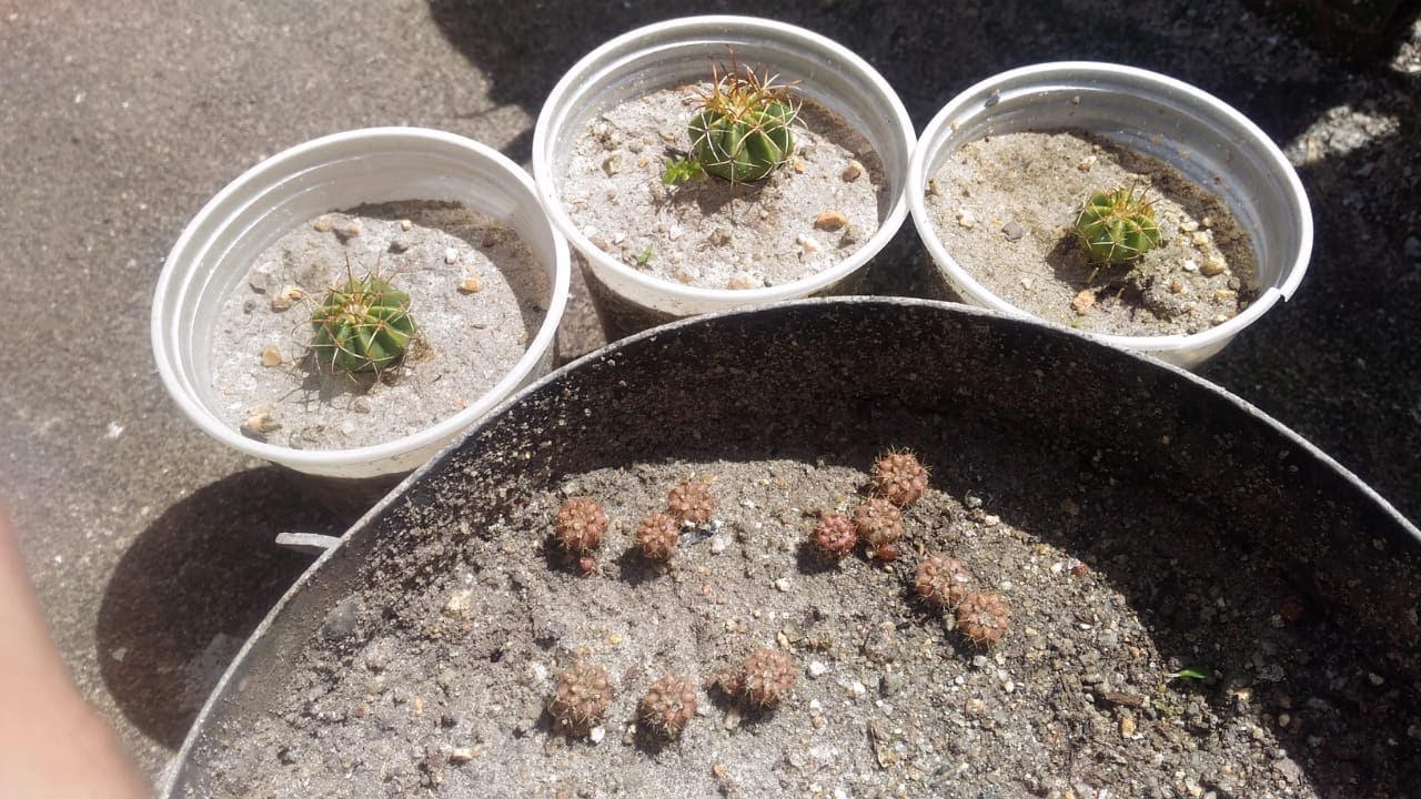 Como Plantar Cacto Coroa de Frade (Desenvolvimento das Mudas)