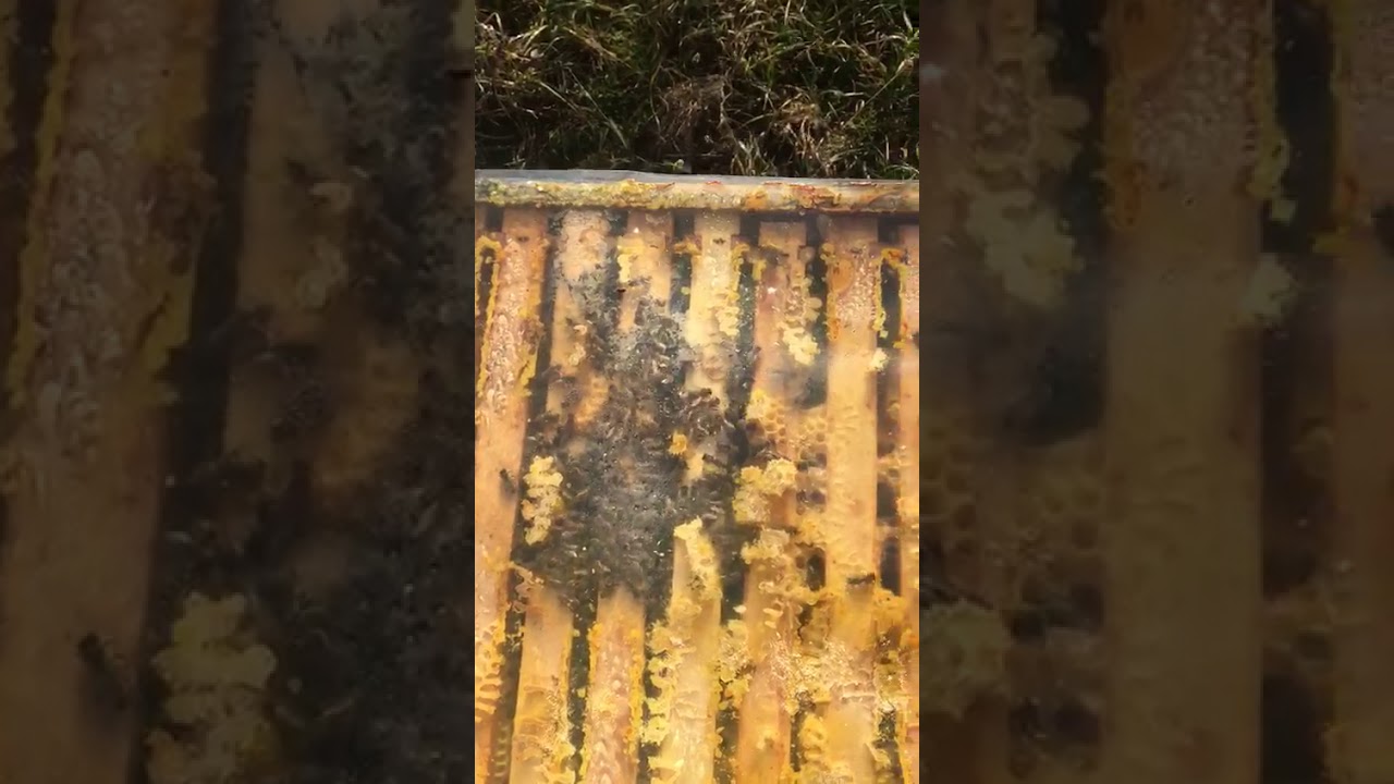 Futterteig in den Bienenstock einsetzen