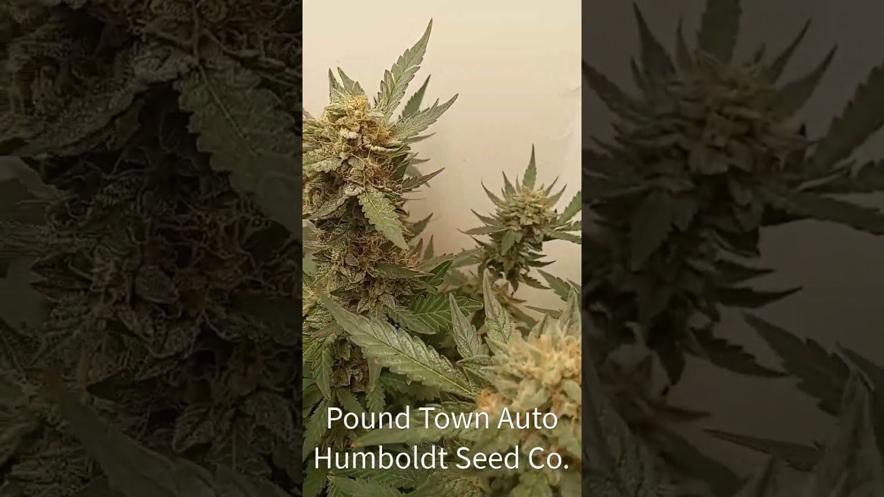 Pound Town Autoflower grown organically in living soil 🌿🍀