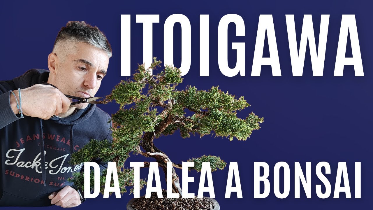 BONSAI di ITOIGAWA da talea, RINVASO e CURE
