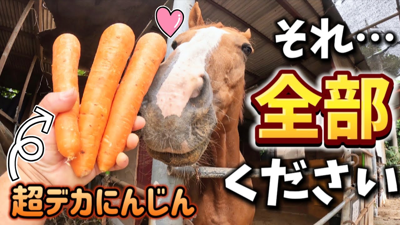 なんだこの大きすぎるオレンジは！？引退競走馬が超巨大にんじんを目の当たりにした時の反応が可愛すぎました…。【ツルマルボーイ様のシモベ】