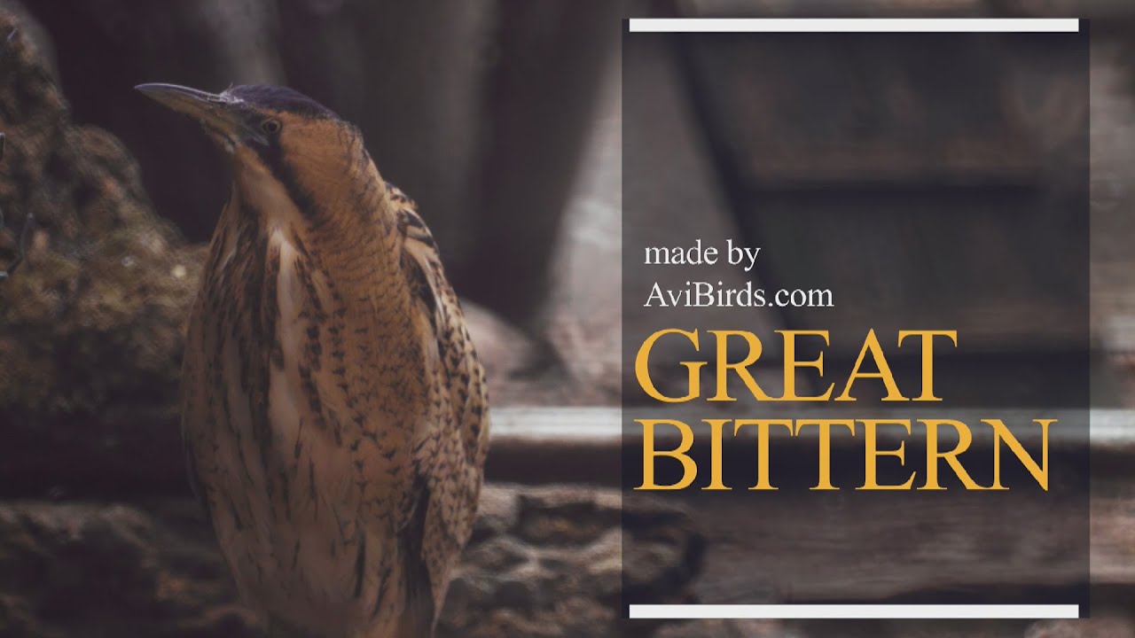 Great Bittern [Botaurus Stellaris]