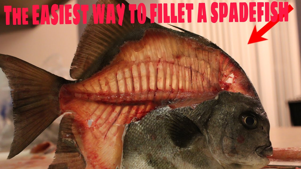 the EASIEST way to clean a Spadefish