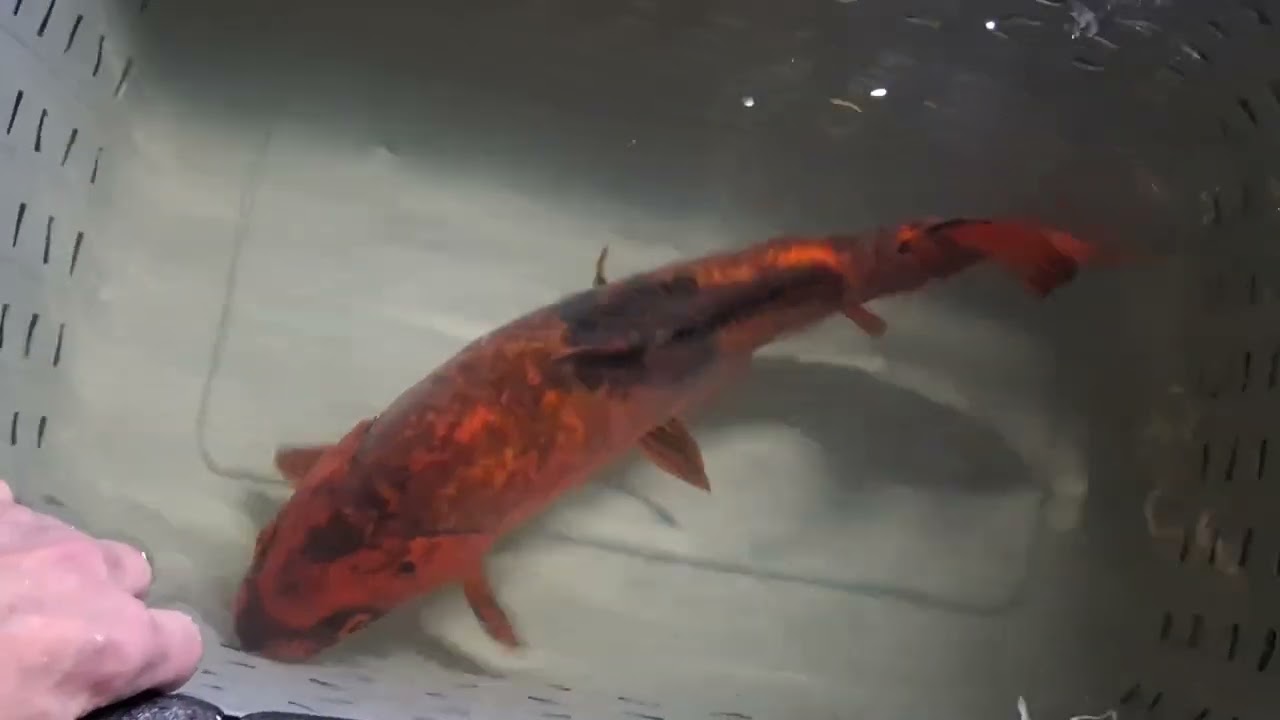 Frigid temperatures outdoors. Warm happy koi indoors.