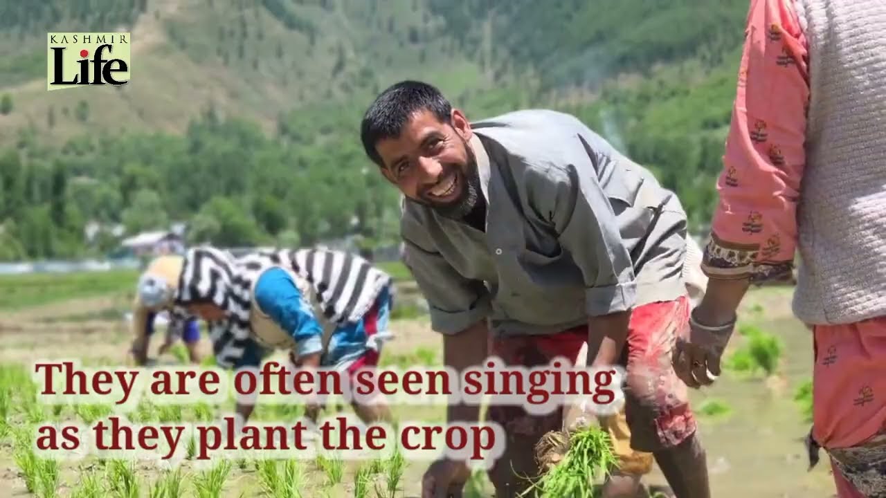 Paddy Cultivation 2025