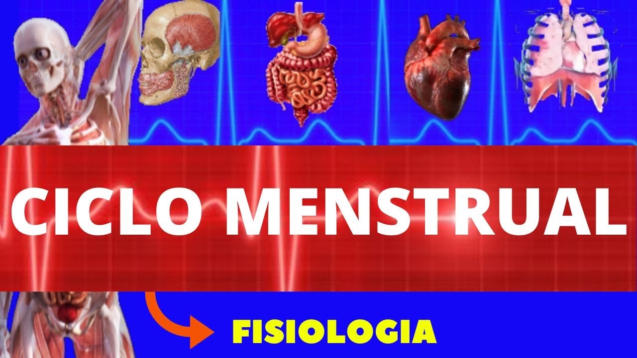 CICLO MENSTRUAL (FISIOLOGIA DE GUYTON) - MENSTRUAÇÃO - FISIOLOGIA HUMANA - OVULAÇÃO