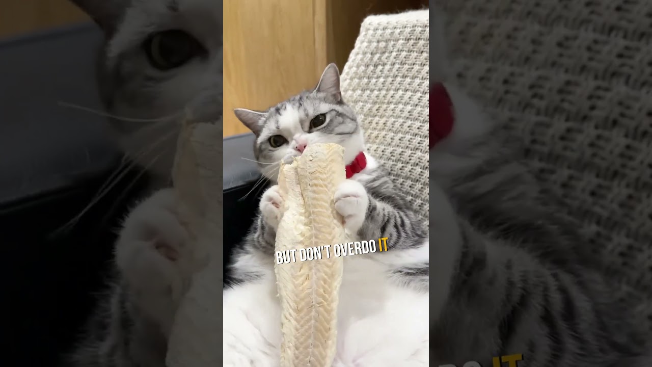 How to Make Your Cat Love You 😻