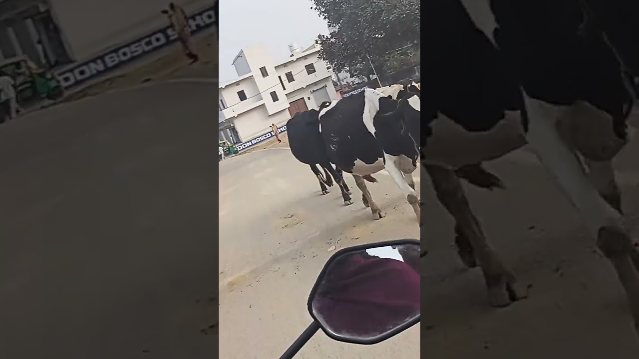 My regular video
