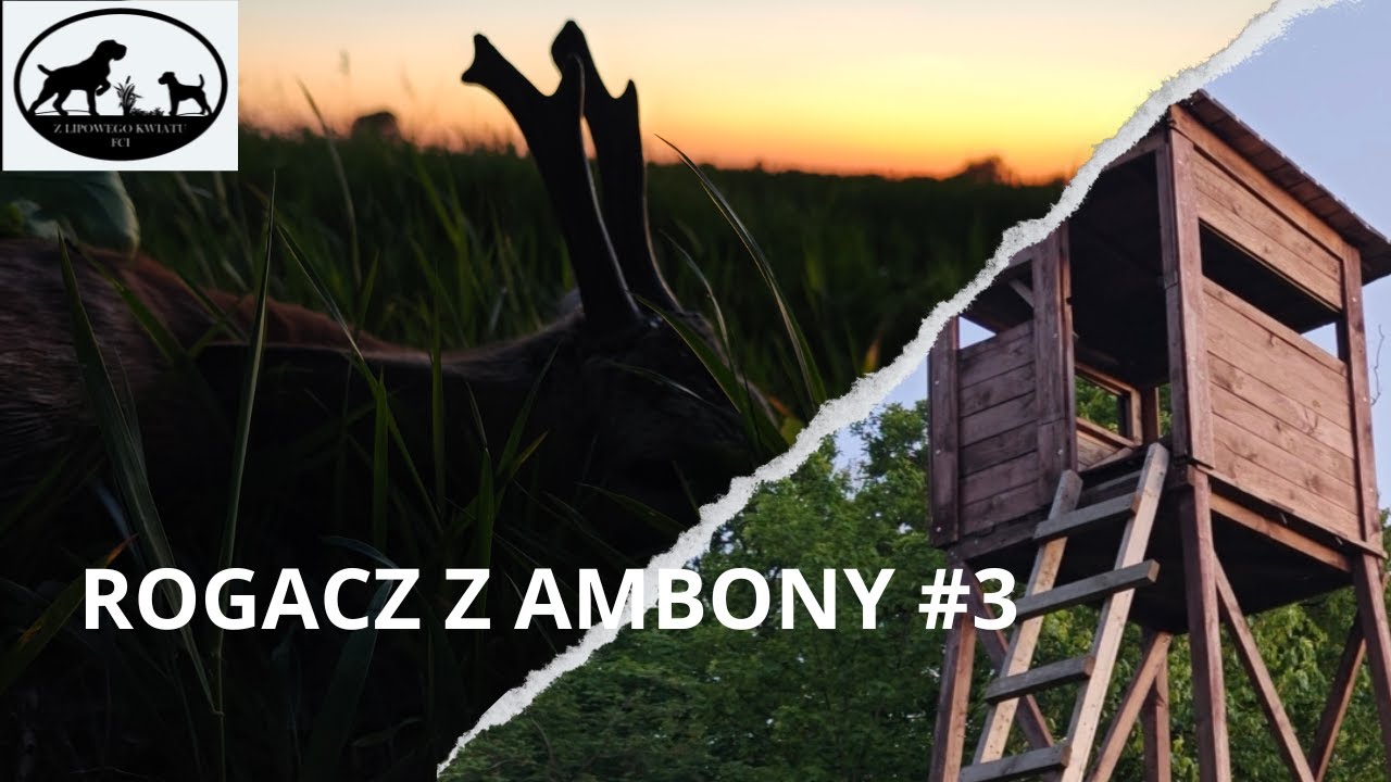Rogacz z ambony. Roe deer hunting. Z Lipowego kwiatu #3