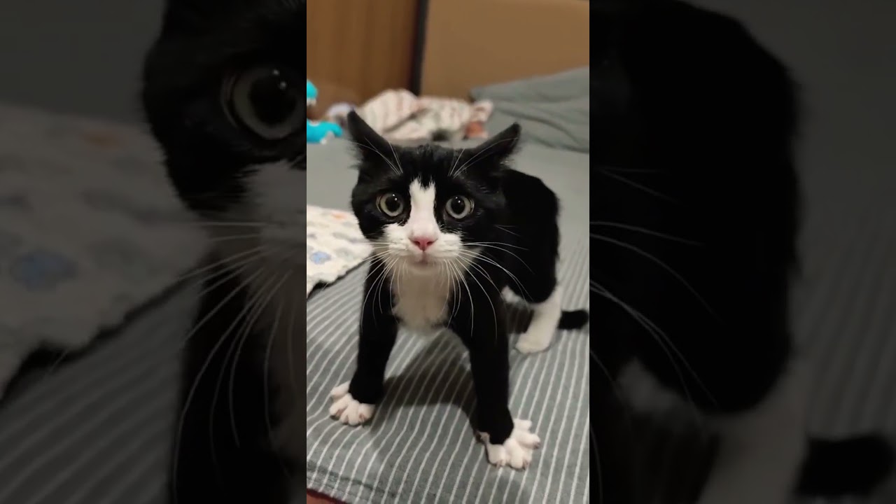 cute black 🐈&zwj;⬛ cat 🐈&zwj;⬛ #cat #kitten #black #blackcat