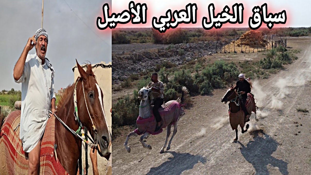 اجمل فديو صيد الدراج +سباق الخيول العربية الأصيلة.Arabian horse racing