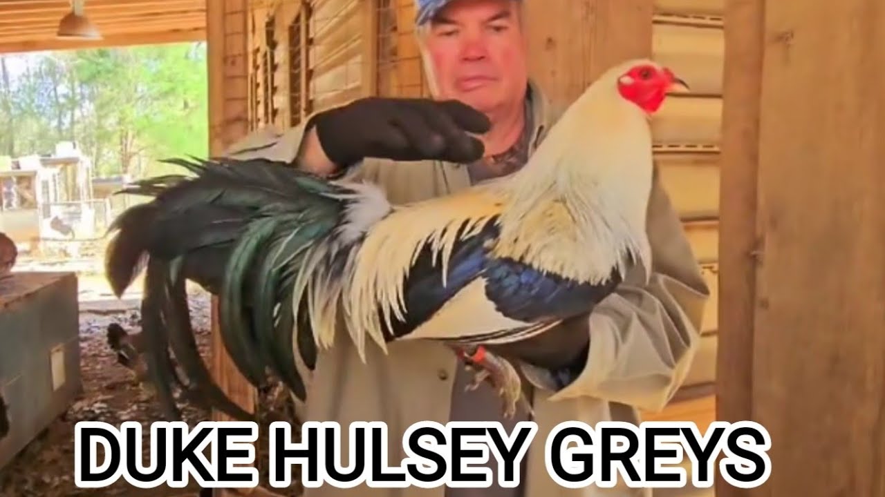 Pure Duke Hulsey Grey Steve Landers & Juan Santos | Beautiful Birds Farm Visit