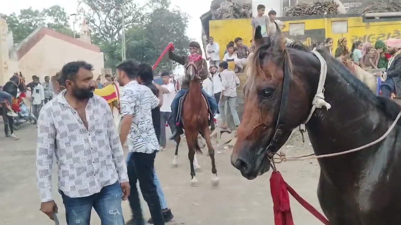 Horse riding in Merriage #trending #viral #shortvideos #viralvideo #viralreels #video #shortsfeed 
