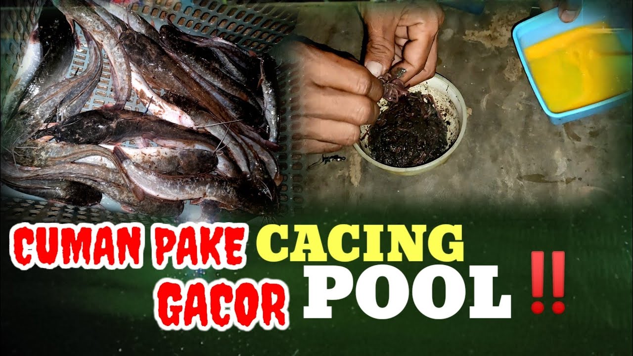 Umpan ini sangat cocok untuk lele susah makan/mogok makan
