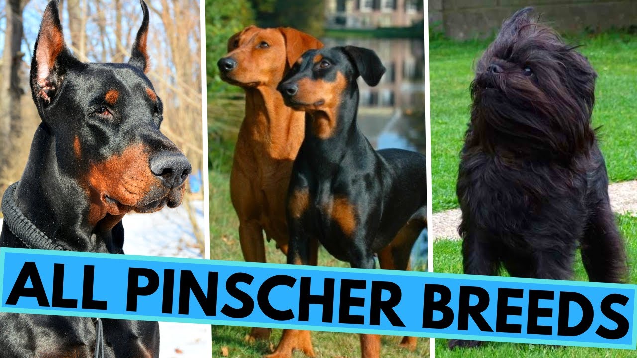 ALL 8 Pinscher Dog Breeds - Doberman - Min Pin - German Pinscher  and Others