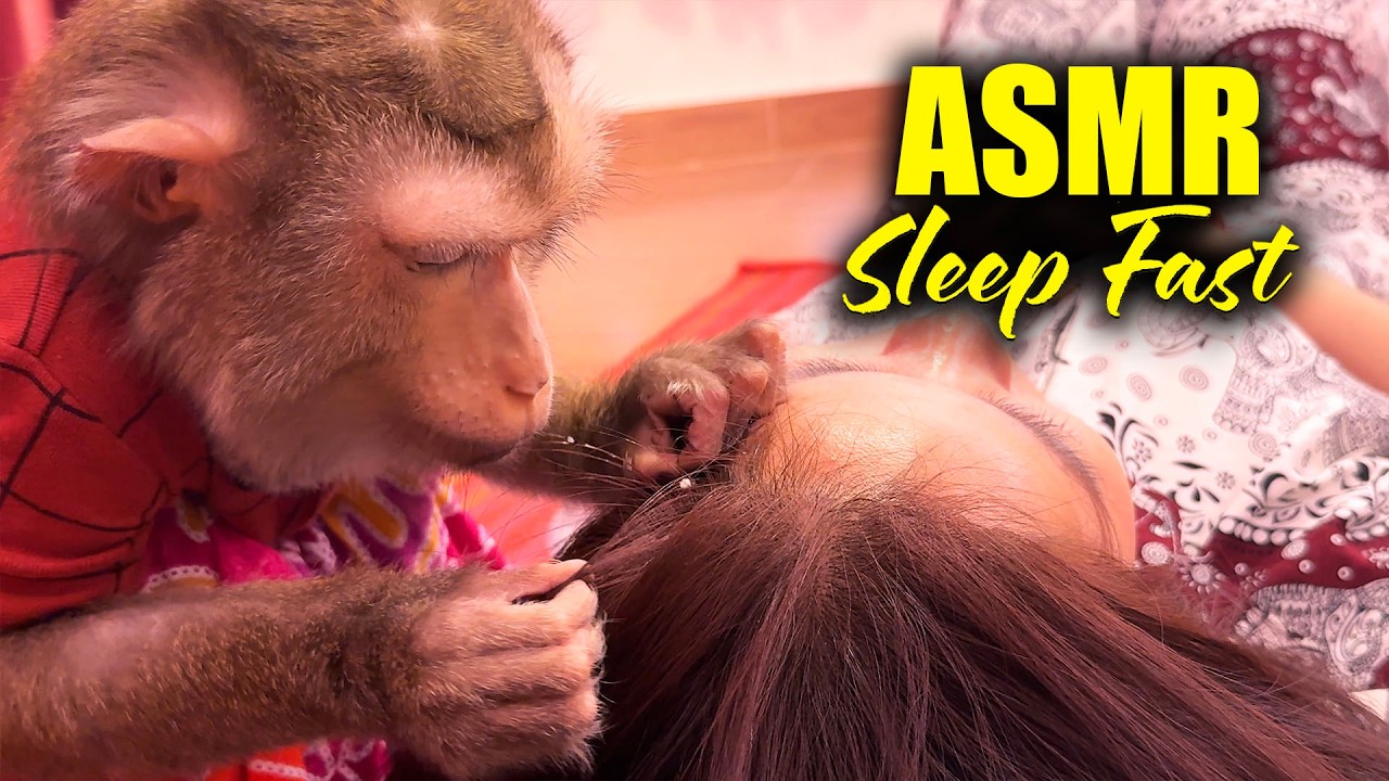 No Talking Monkey ASMR | Hair Picking With A Soft TINGLY Sound To SLEEP FAST