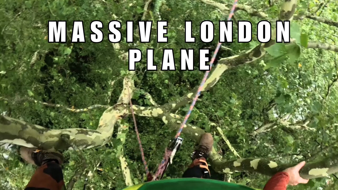 Climbing a beautiful line in a massive London plane (SRT climbing technique)