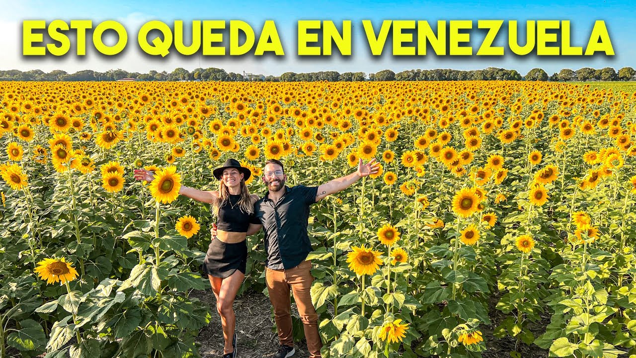 Campos de Girasoles en Venezuela. Turen, Portuguesa 🌻🇻🇪