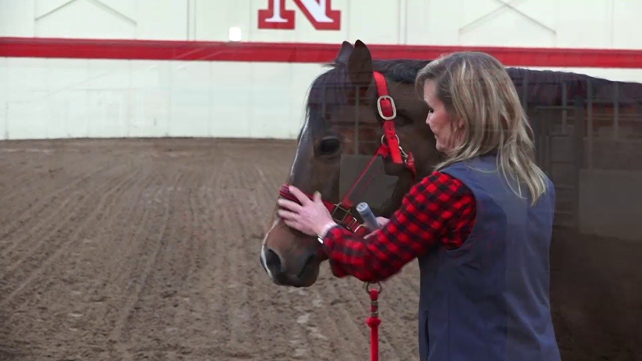 Giving Oral Paste Medication to Horses