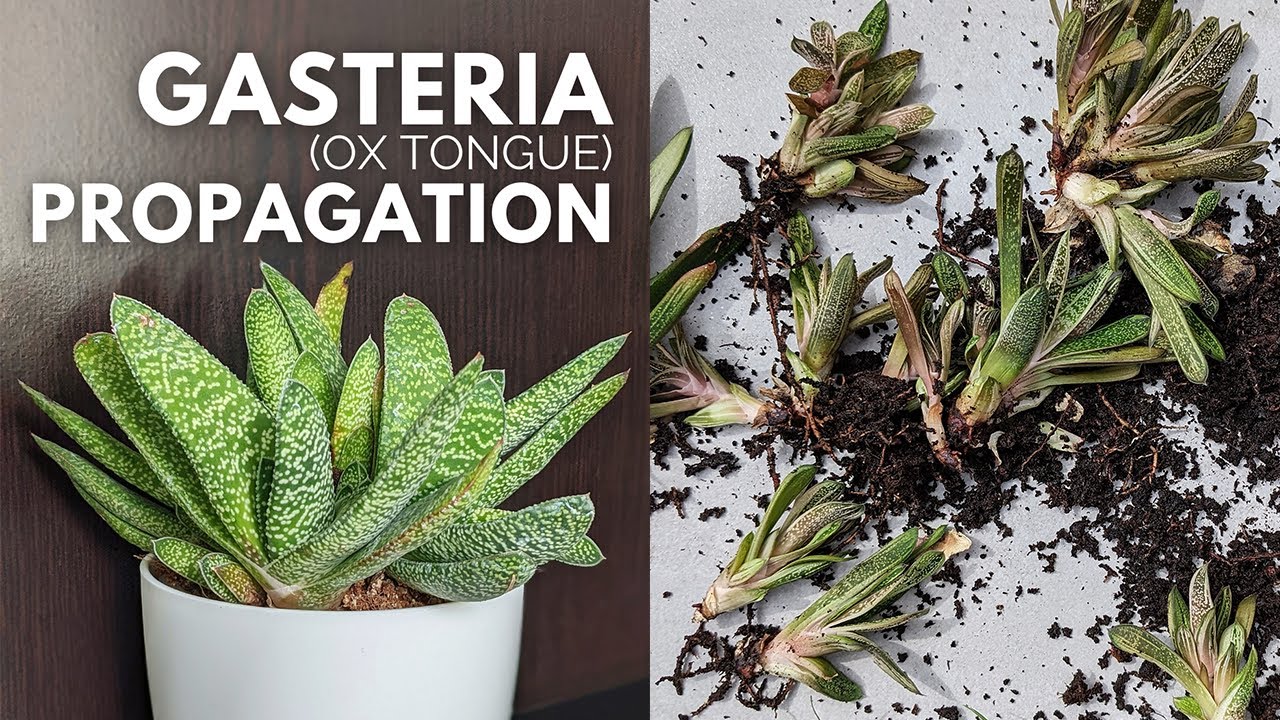 How to Propagate a Gasteria (Ox Tongue) Plant