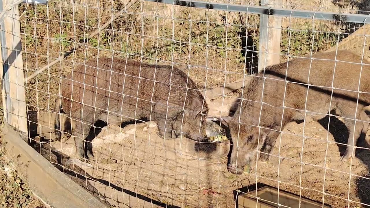 หมูป่า​พ่อพันธุ์​กัดกัน​แย่งกินอาหาร