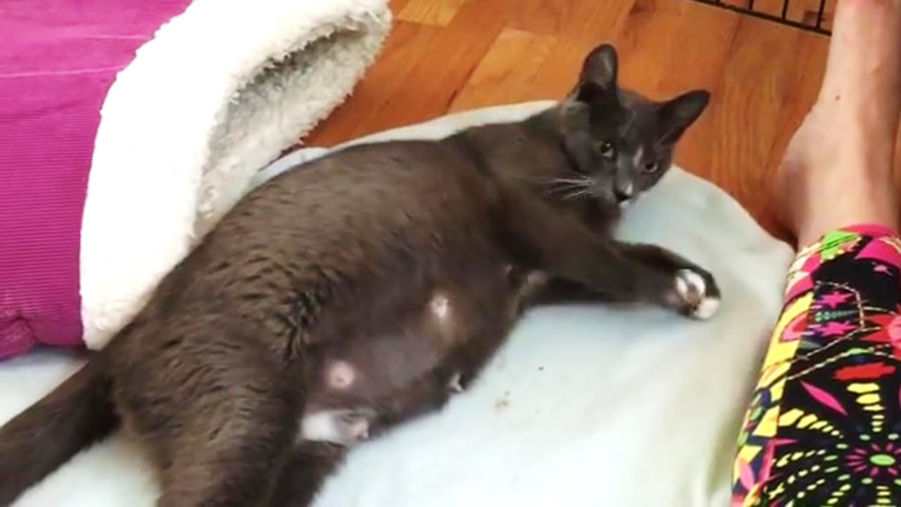 Rescue Pregnant Cat Need Surgery for Give Birth Six Super Cute Babies