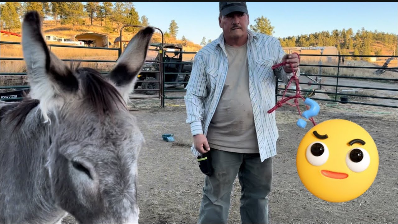 The Gentle Art of Wild Donkey Taming