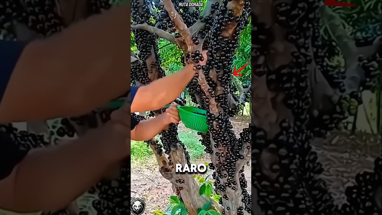 &iexcl;LAS FRUTAS M&Aacute;S EXTRA&Ntilde;AS DE SUDAM&Eacute;RICA QUE NO CREER&Aacute;S QUE EXISTEN!