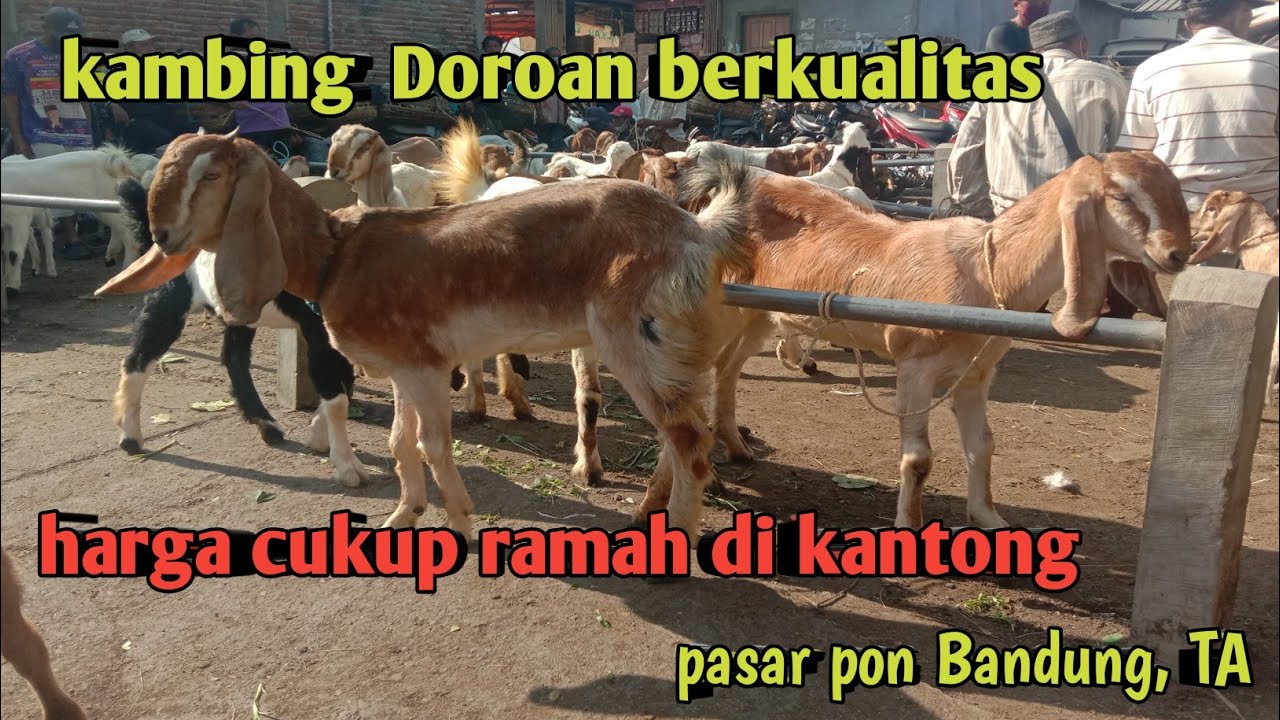 KAMBING DOROAN KUALITAS BAGUS HARGA CUKUP RAMAH DI KANTONG,PASAR PON BANDUNG TULUNGAGUNG 17-04-2022