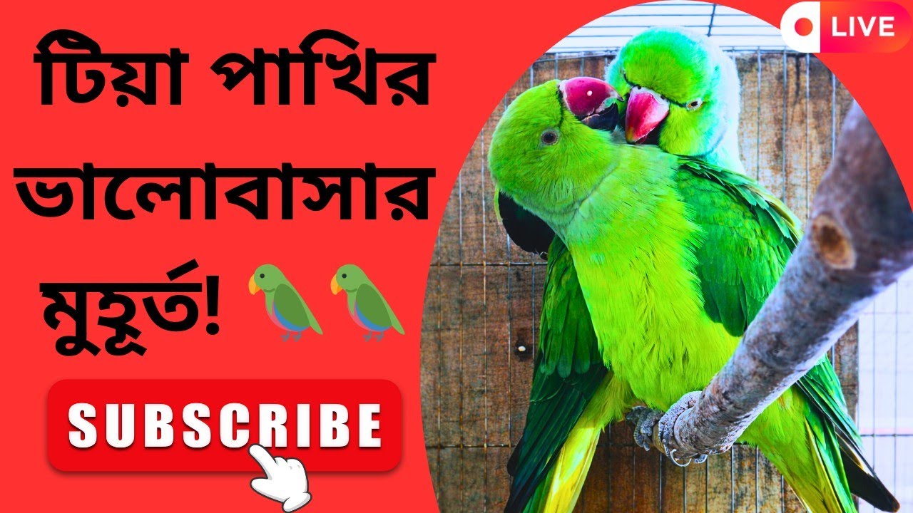 🔴 Live : ইন্ডিয়ান রিংনেক টিয়া ব্রিডিং পেয়ার লাইভ 🦜 | বাসার ভেতরের লাইভ দৃশ্য