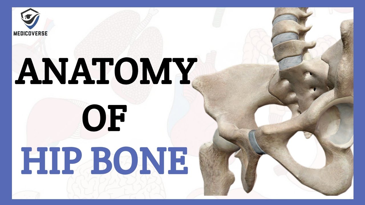 HIP BONE ANATOMY | PELVIC BONE ANATOMY | BONE OF LOWER LIMB