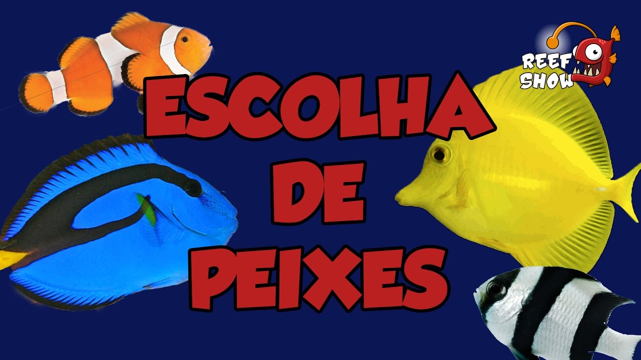 Reef Show #7 - Escolha de Peixes (1) - Aquário Marinho
