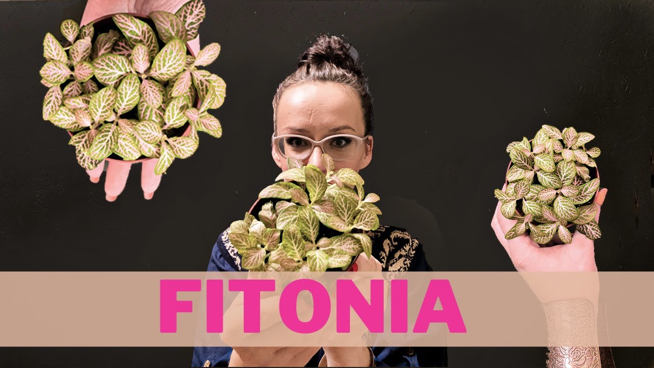 FITONIA - uprawa, pielęgnacja, wymagania ! Jak dbać o fitonię ?