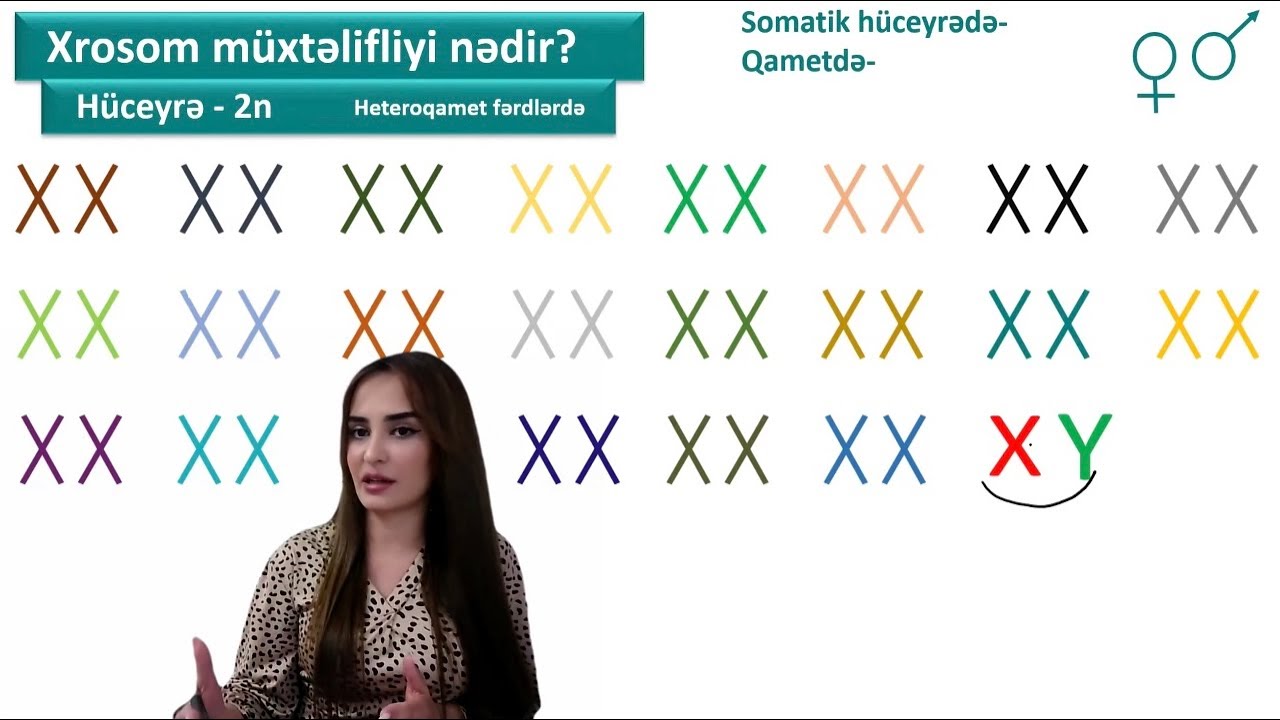 Heteroqamet və homoqamet canlılarda xromosom müxtəlifliyi və homoloji cütlərin düzgün təyini