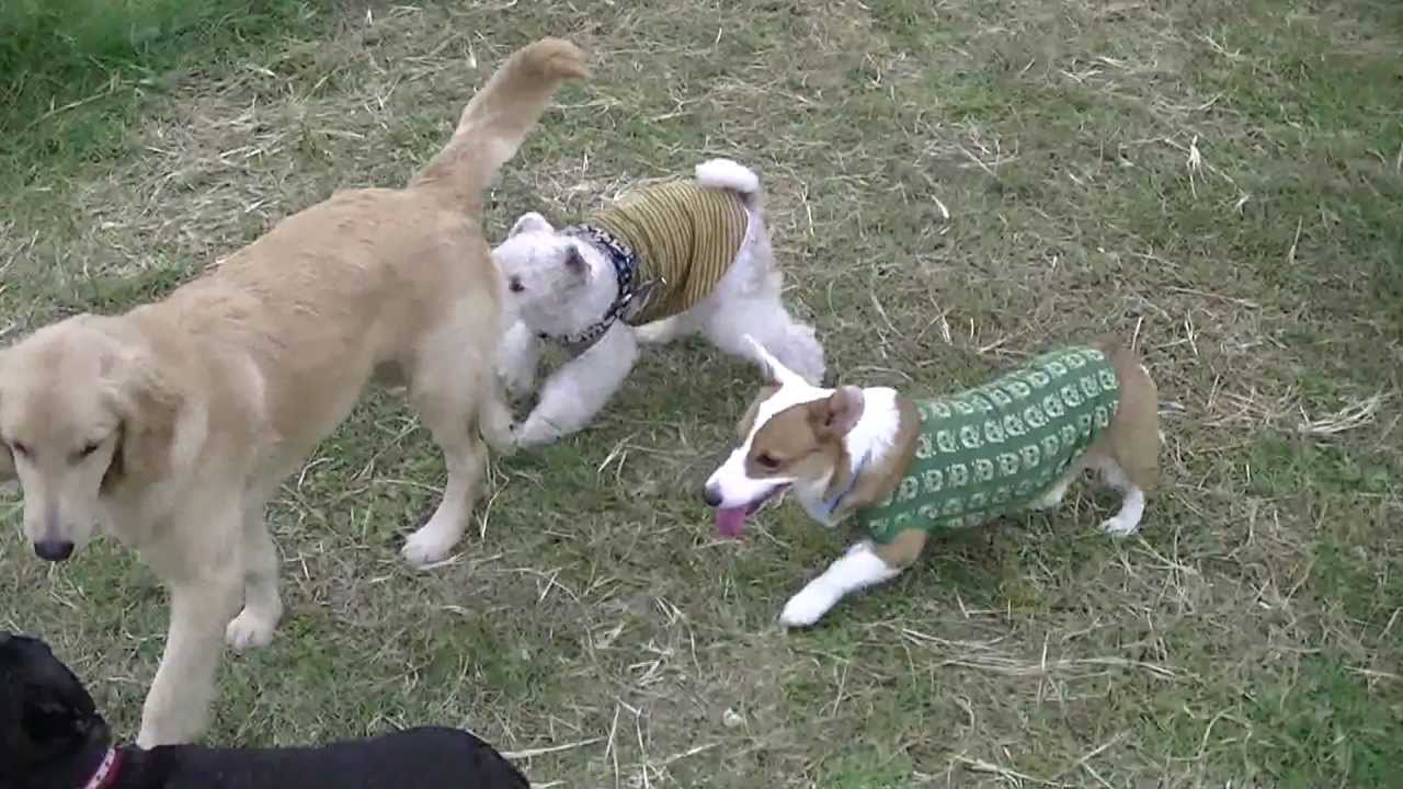 wirefoxterrier dogrun