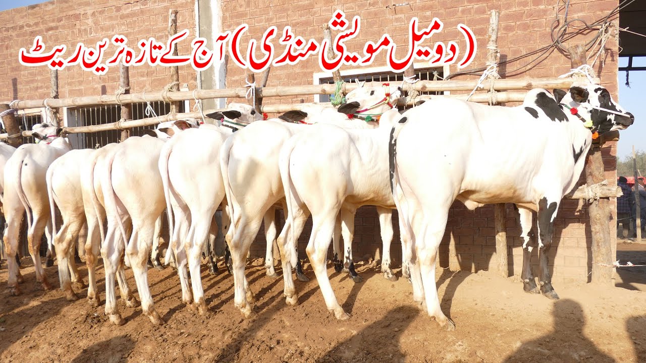 Today Domail Mandi Fatehjang Rate’s update07-Feb2025-Part01Sunny Video Fateh Jang Cow Mandi 2025