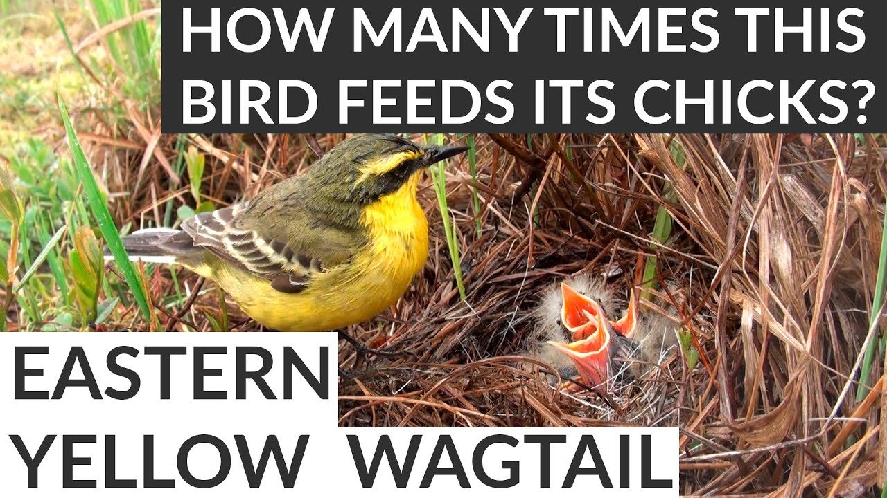 Bird Feeding Its Chicks In The Nest | Bird Behavior | Eastern Yellow Wagtail