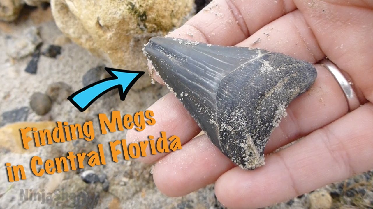 Fossil Hunt NOV 21, 2015: Phosphate Mine with TBFC