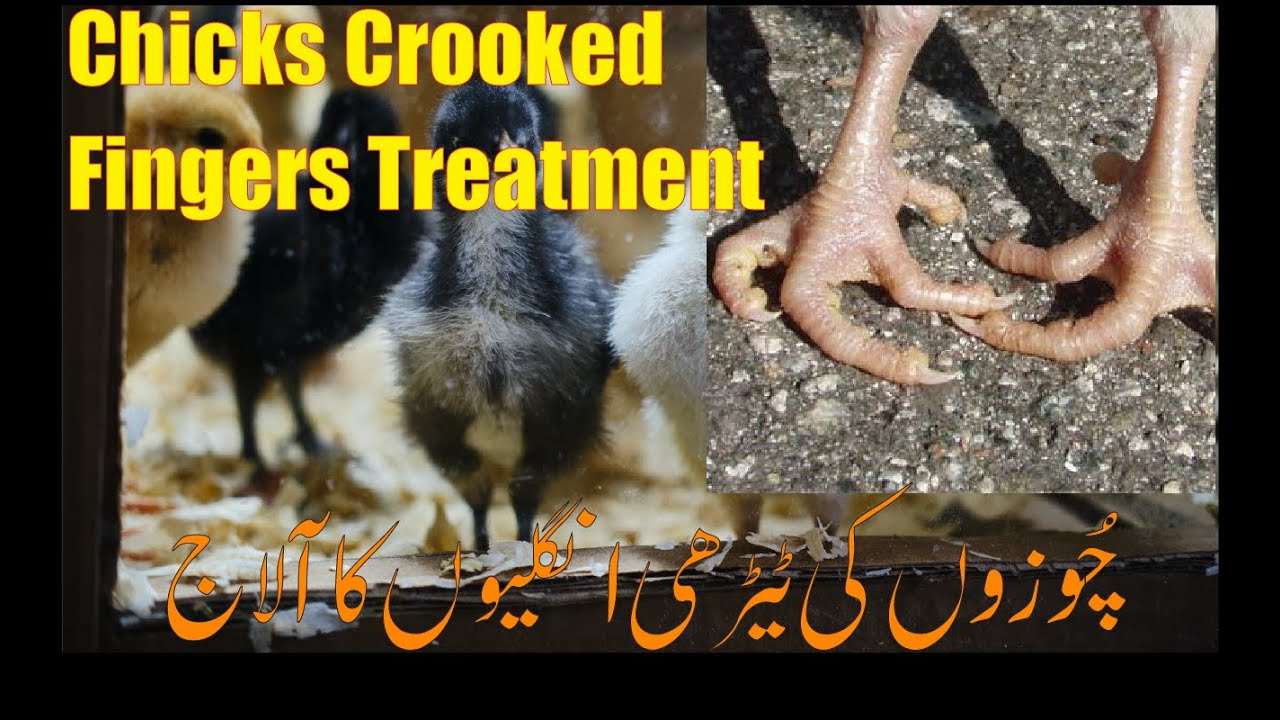 Chzon ki terhi ungliyon ka ilaj | Chicks Crooked finger treatment in Urdu/Hindi