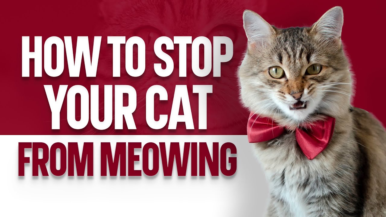 How to Stop Your Cat from Meowing