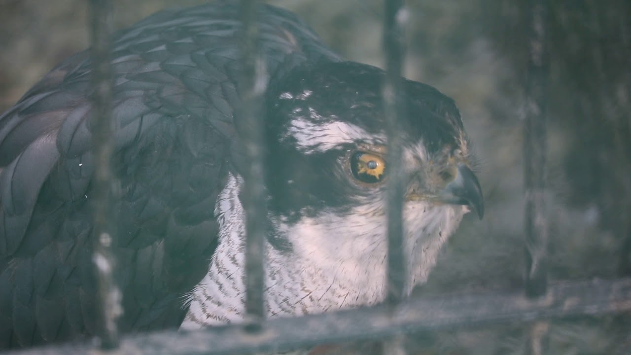 【異常行動】すっかりおかしくなってしまったオオタカ〔宇都宮動物園〕