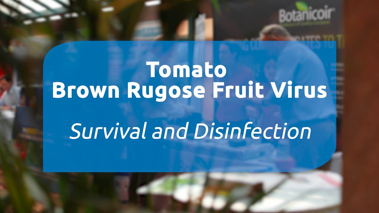 Tomato Brown Rugose Fruit Virus: Survival and Disinfection &ndash; a presentation from Anna Skelton (Fera)