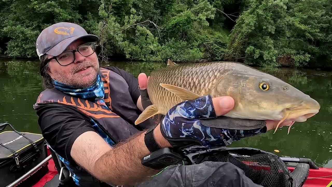 Lutas incríveis com os peixes do rio Douro