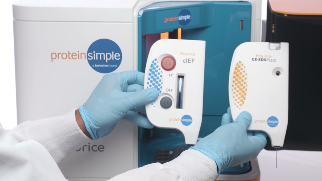ProteinSimple Maurice Demo
